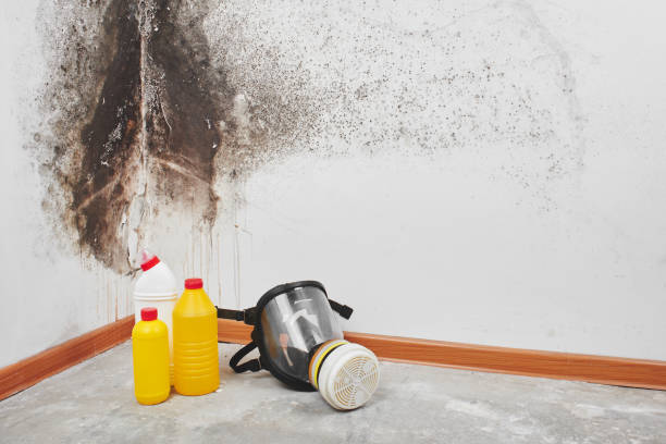Best Local Mold Removal Service  in Marion, IN