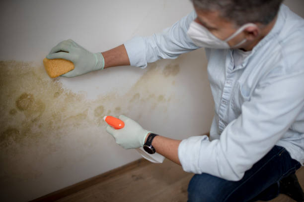 Best Mold Removal Company Near Me  in Marion, IN