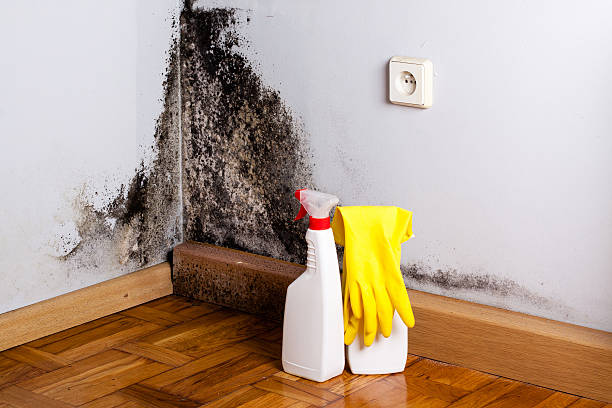 Best Mold Remediation  in Marion, IN