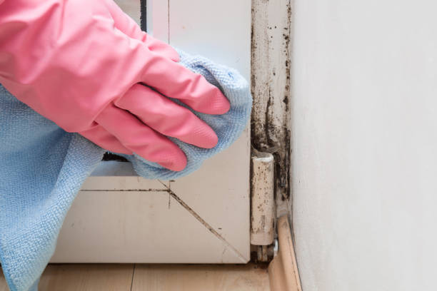 Best Commercial Mold Removal  in Marion, IN