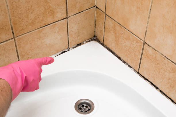 Best Residential Mold Removal  in Marion, IN